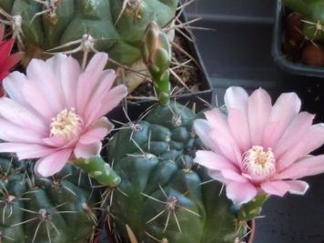 Gymnocalycium baldianum sp 3