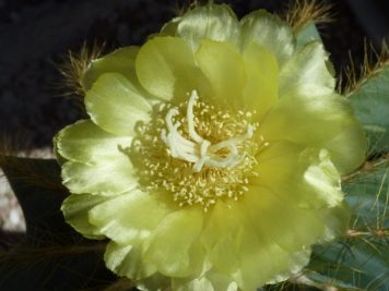 Parodia magnifica