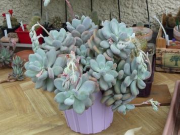 Pachyphytum bracteosum