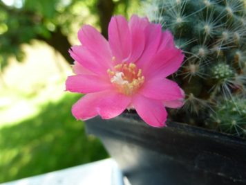 Rebutia pink lady