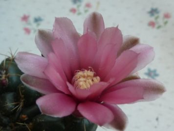 Gymnocalycium baldianum sp 3