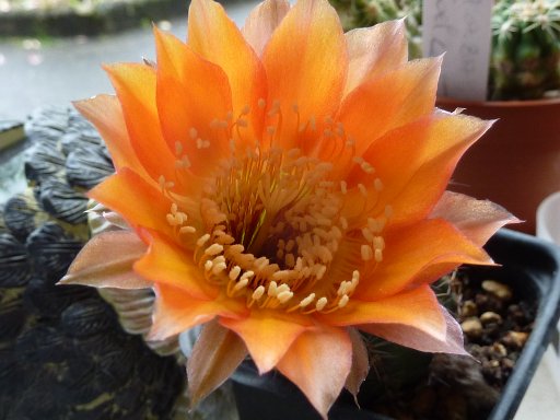 Echinopsis hybrid cv. STARLETTE