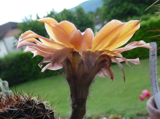 Echinopsis hybrid cv. STARLETTE