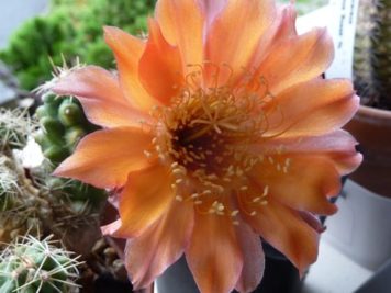 Echinopsis hybrid cv. STARLETTE