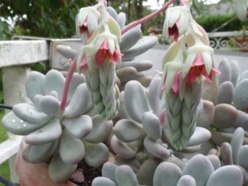 Pachyphytum bracteosum