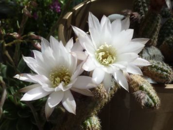 Chamaelobivia sp blanc