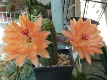Lobivia Aphrodite