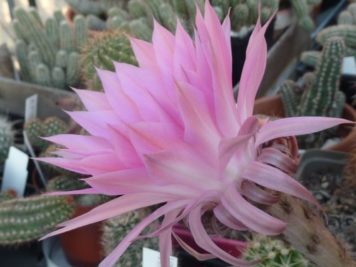 Echinopsis hybride MXL 08-27