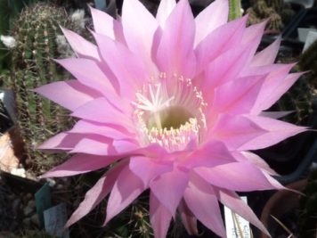 Echinopsis hybride MXL 08-27