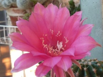 Echinopsis sp B