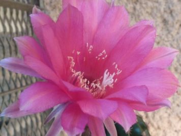 Echinopsis sp B