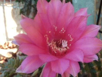 Echinopsis sp B