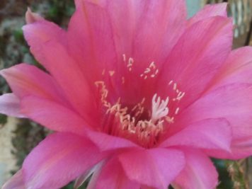 Echinopsis sp B