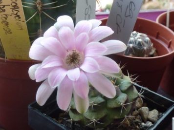 Gymnocalycium damsii ssp rotundulum