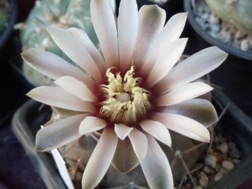 Gymnocalycium piltziorum