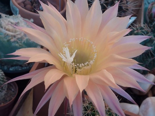 Echinopsis hybride monsoon