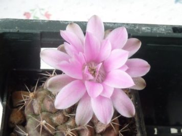 Gymnocalycium damsii ssp rotundulum