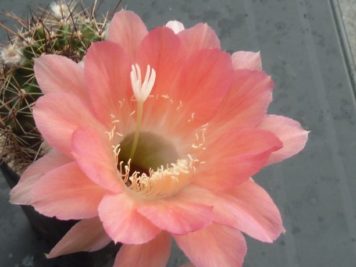 Echinopsis Hybride C4 marmoriert