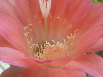 Echinopsis Hybride C4 marmoriert