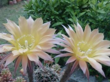 Echinopsis hybride monsoon