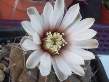 Gymnocalycium piltziorum