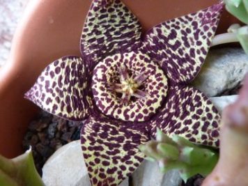 Stapelia marmorata