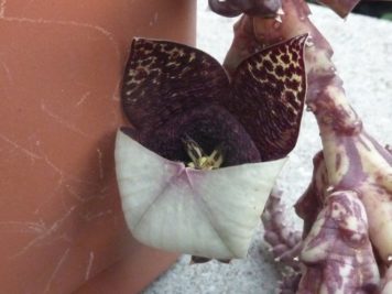 Stapelia marmorata