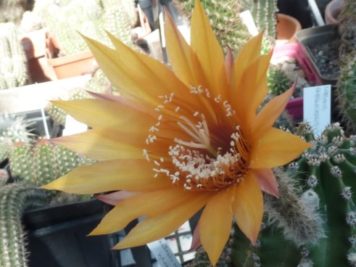 Echinopsis sp D