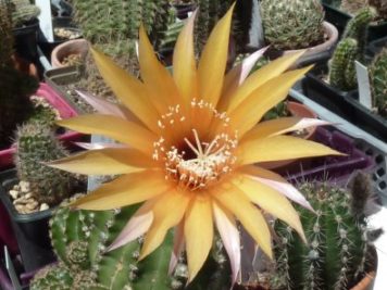 Echinopsis sp D