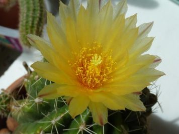 Thelocactus leucacanthus