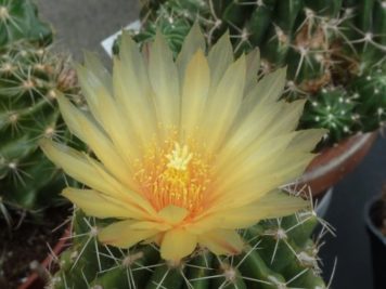 Thelocactus leucacanthus