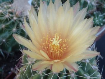 Thelocactus leucacanthus