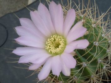 Acanthocalycium violaceum