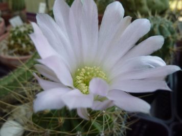 Acanthocalycium violaceum