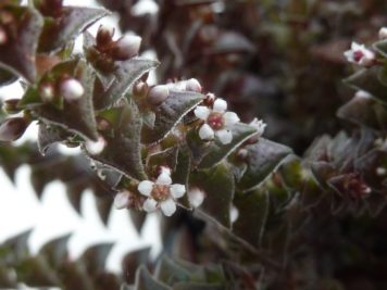 Crassula capitella thyrsiflora