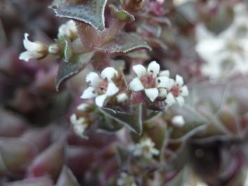 Crassula capitella thyrsiflora