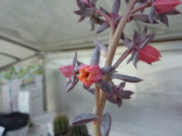 Echeveria painted frills