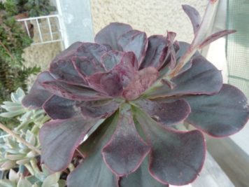 Echeveria painted frills