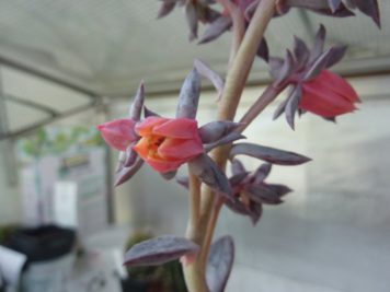 Echeveria painted frills