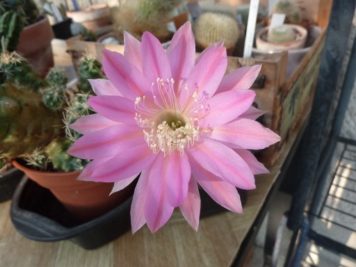 Echinopsis Bourne Emperor