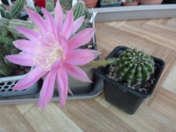 Echinopsis Bourne Emperor