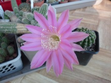 Echinopsis Bourne Emperor