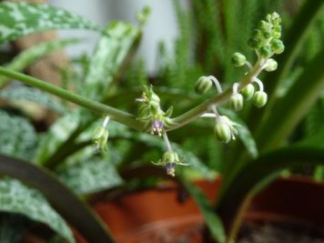 Ledebouria violacea