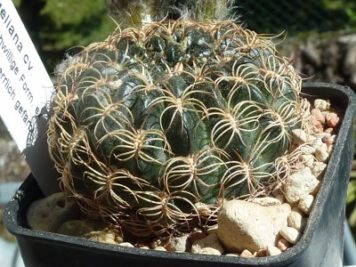 Lobivia tiegeliana cv