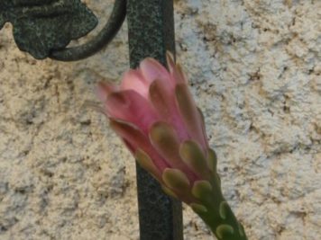 Gymnocalycium baldianum hybride rose B