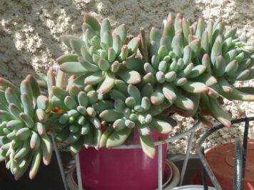 X Pachysedum Frontignan