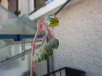 X Pachysedum Frontignan