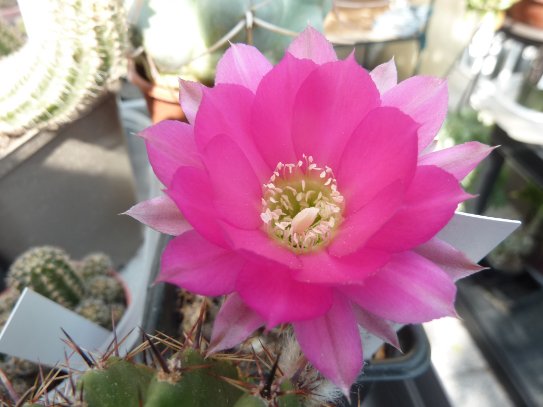 Echinopsis hybride XJL 2011