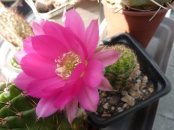 Echinopsis hybride XJL 2011