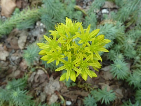 Sedum reflexum